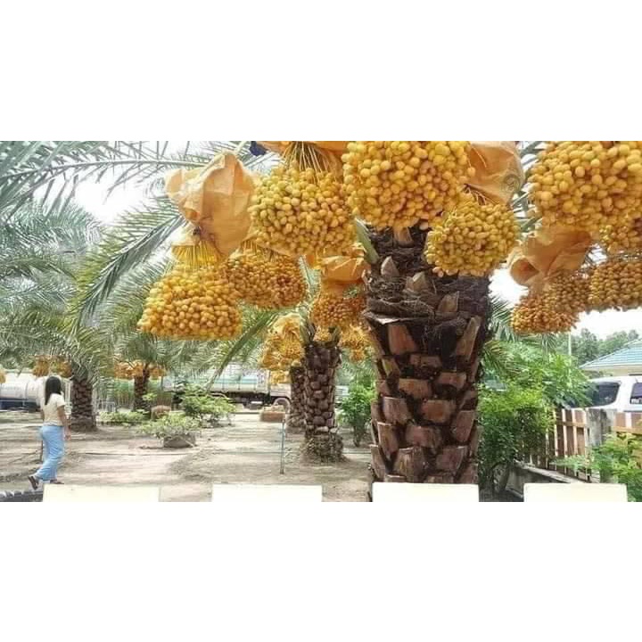 Cây chà là ăn quả Bahrain .