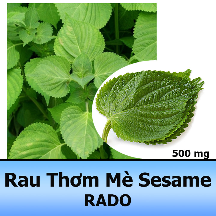 Hạt Giống Rau Thơm Mè Hàn Quốc