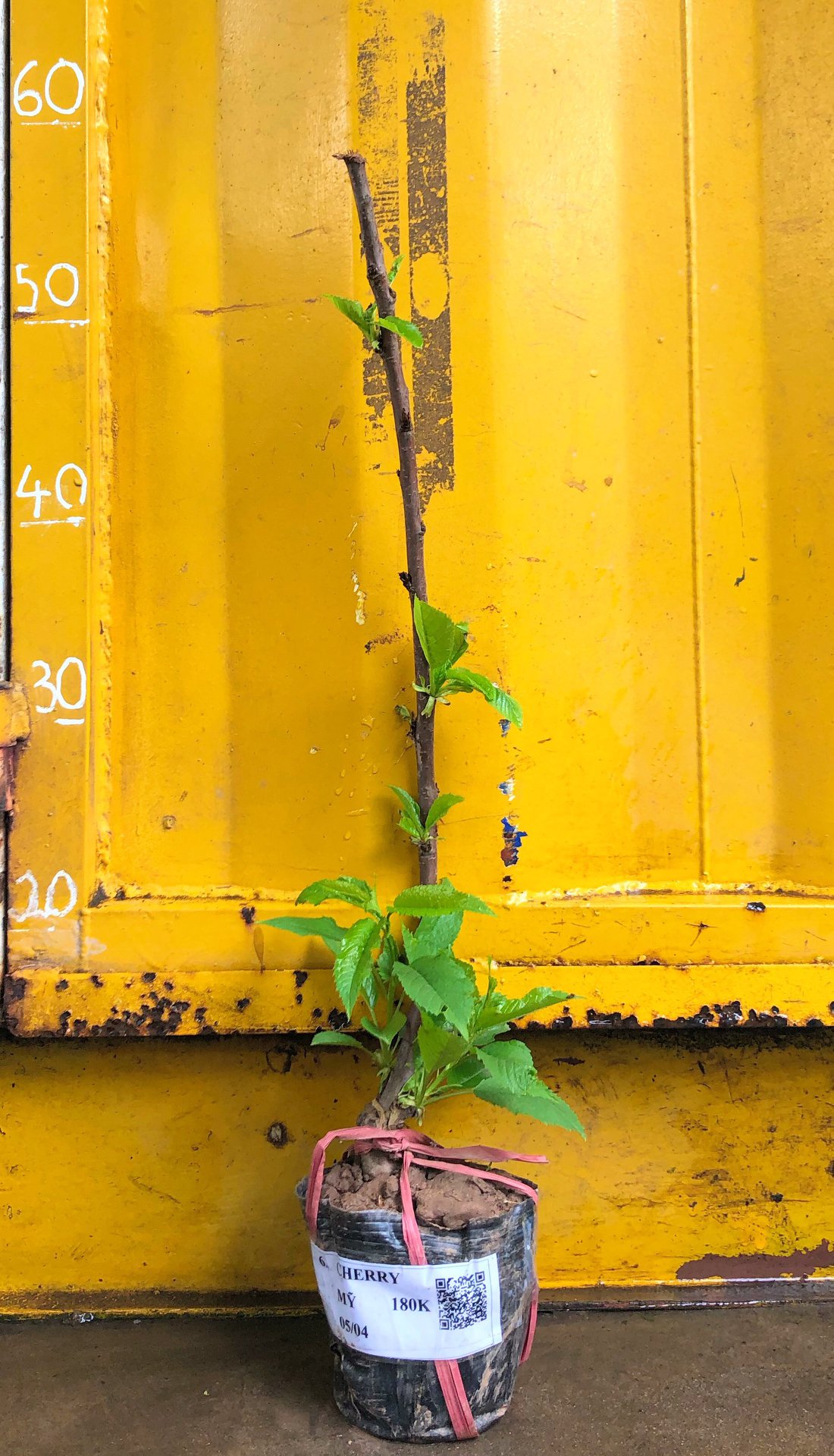 Cây Cherry Anh Đào chuẩn giống thuần dưỡng khí hậu Việt Nam