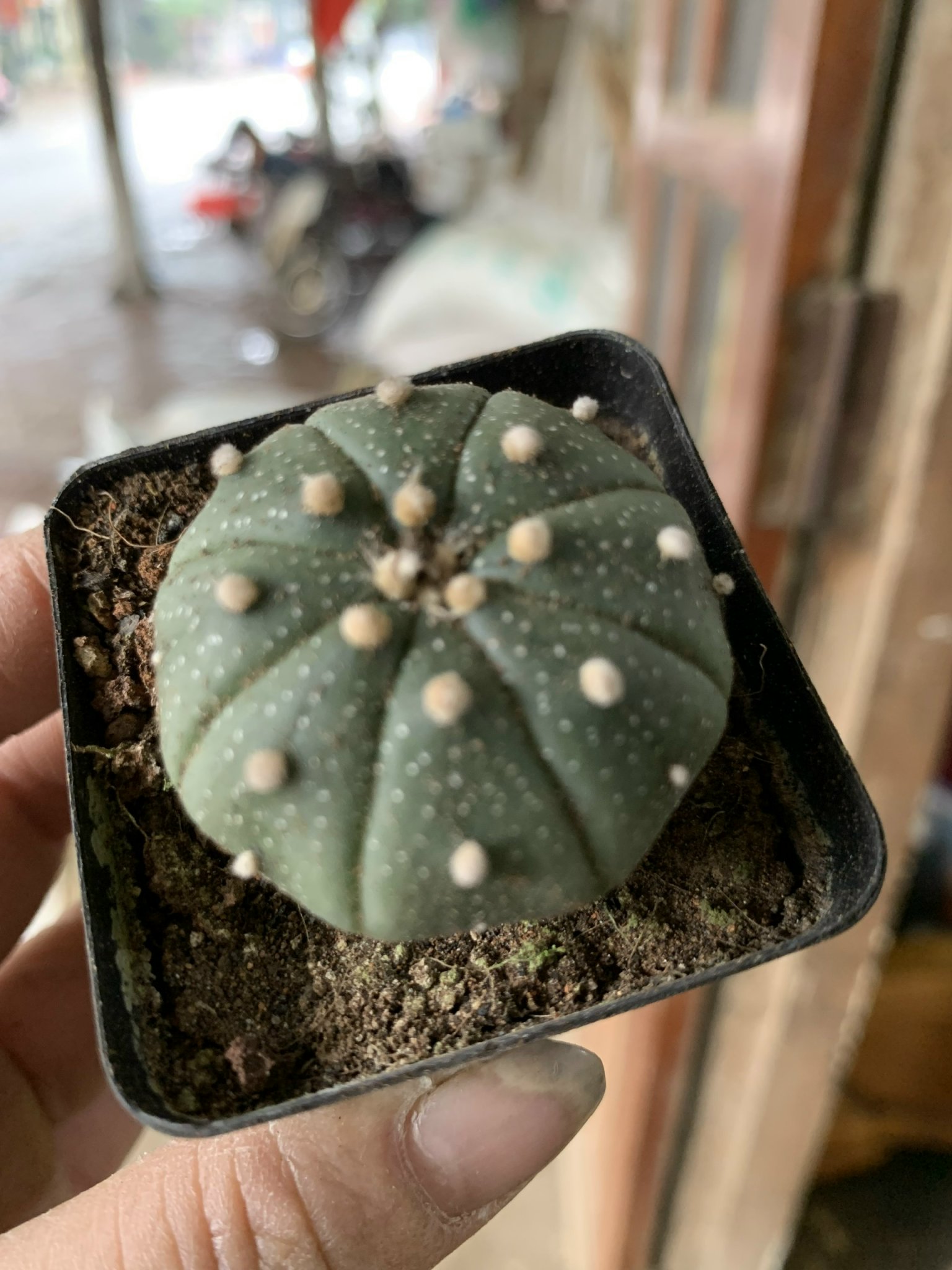 Xương rồng Aster