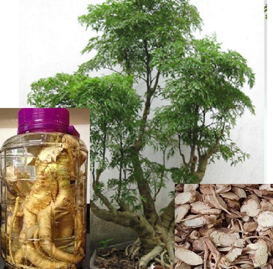 1kg Củ Đinh Lăng Thái Lát sấy khô bồi bổ sức khoẻ - Hiệu Thảo Lộc - có tặng quà