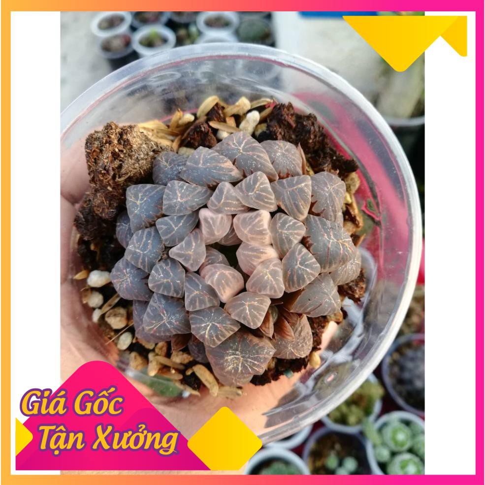 [HCM]Khu Vườn Sen Đá Kim Cương Cao Cấp .