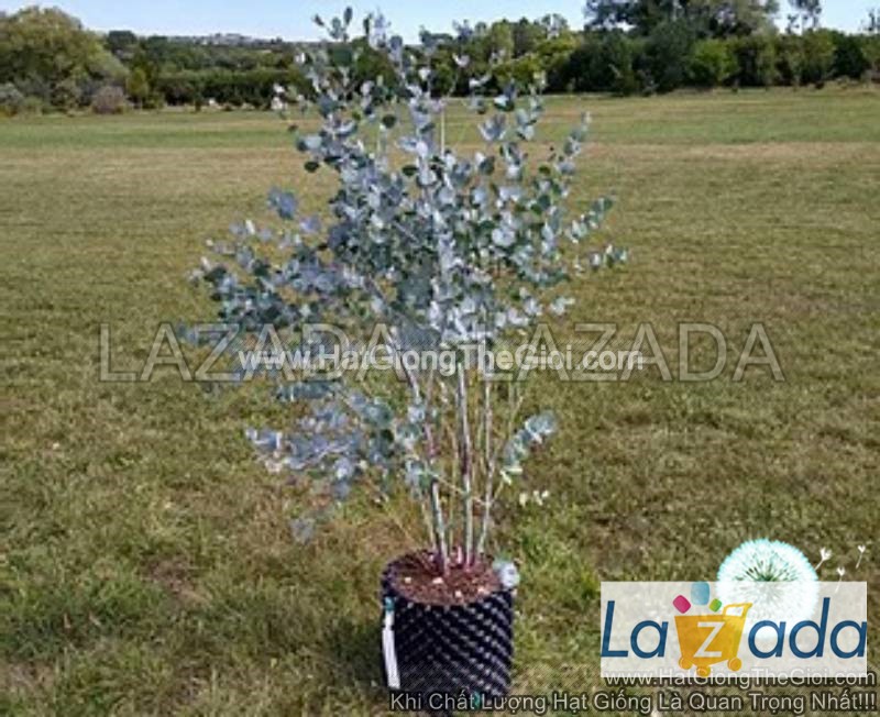 50h hạt giống cây lá bạc blue ice