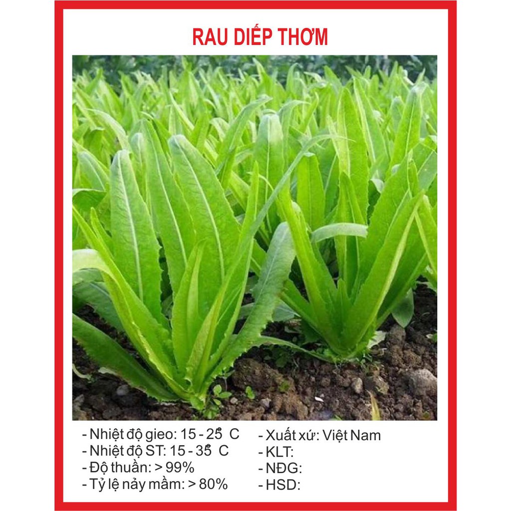 Hạt giống rau diếp thơm 5gr