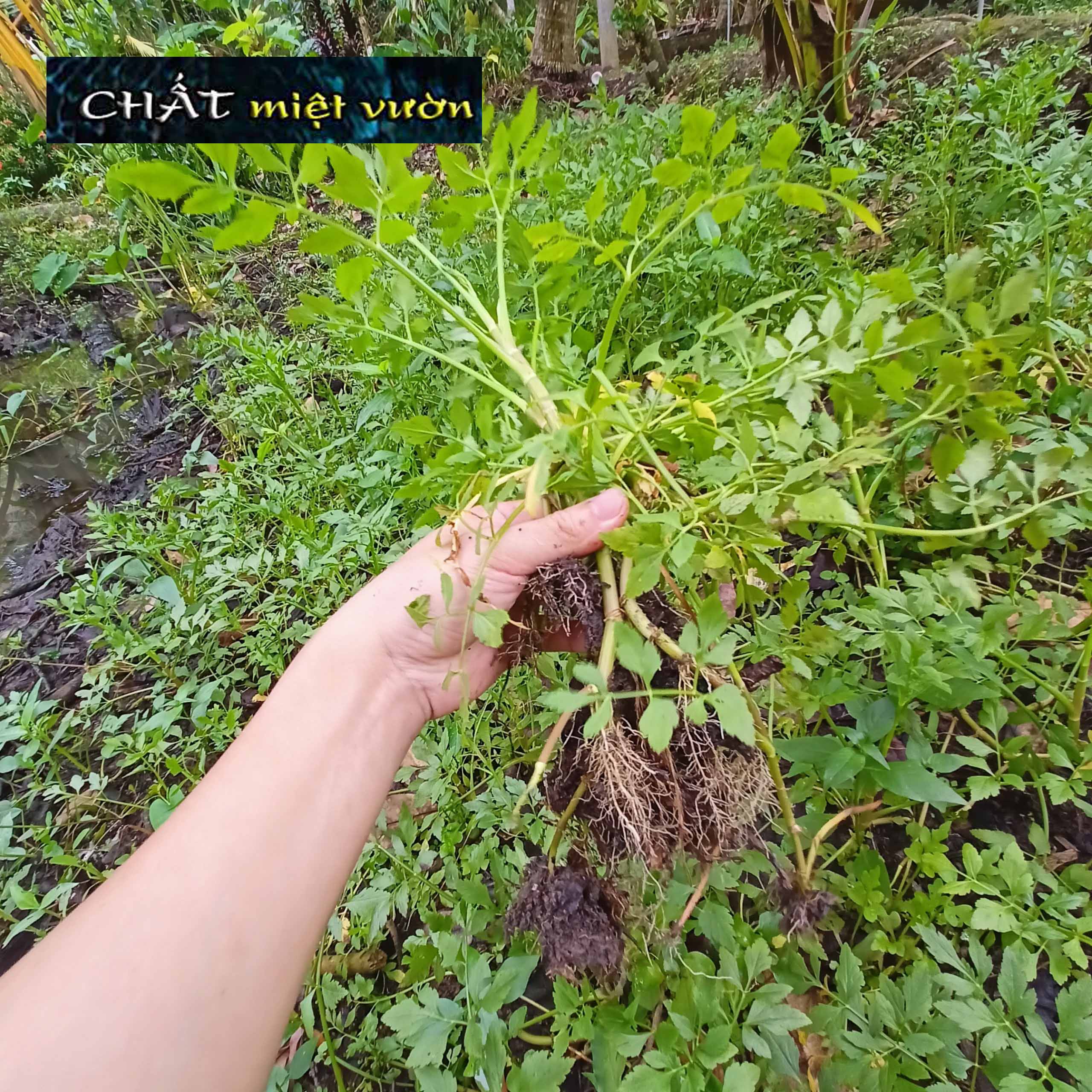 Cây rau cần nước giống - Cần ta giống - Cần ống giống