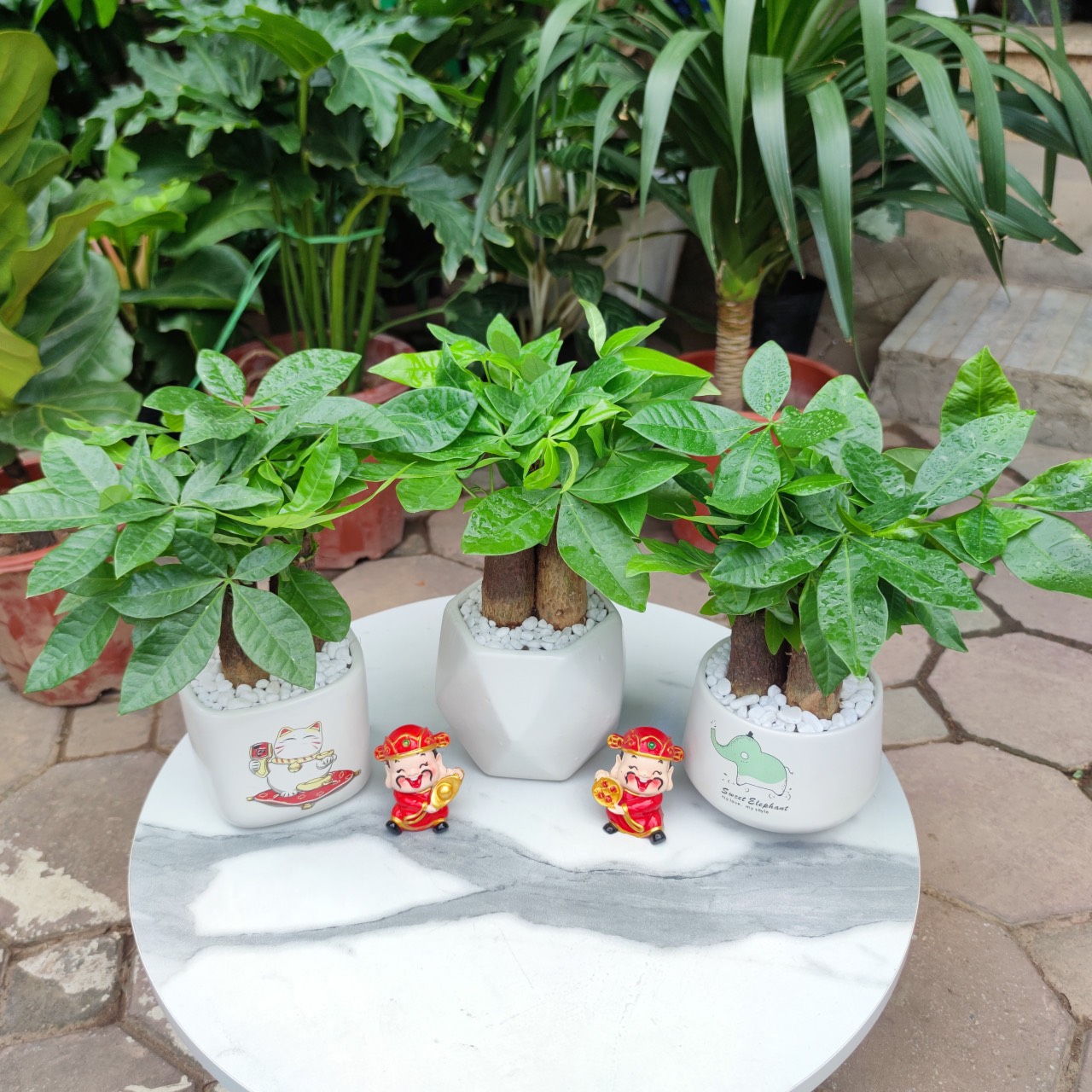 Cây kim ngân 3 củ kèm chậu sứ trắng ,cây hút lộc phát lộc phong thủy để bàn cao 30cm