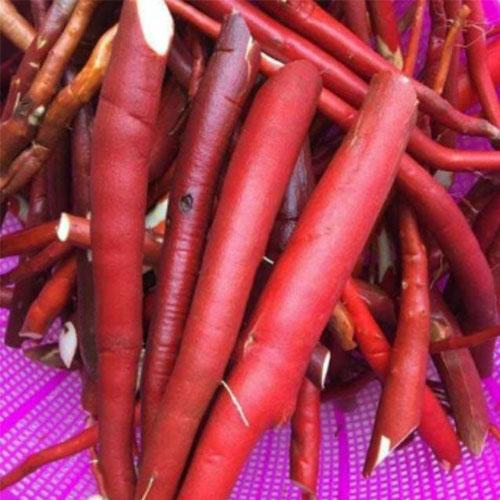 Sâm Cau Đỏ tươi 1kg