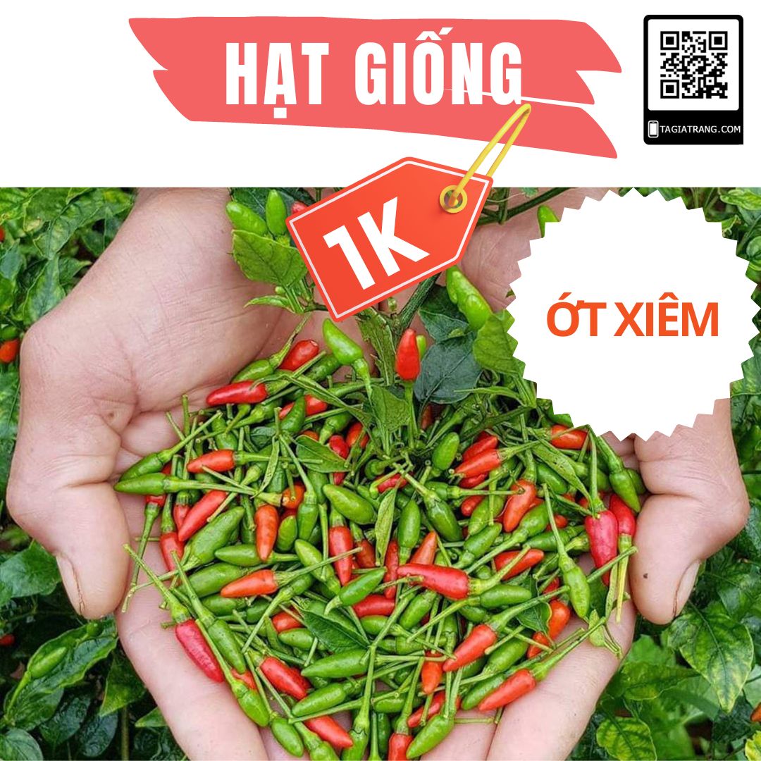 Deal 1k - 3 hạt giống ớt xiêm - tập làm vườn cùng tạ gia trang