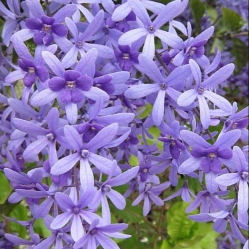 NGUYÊN CHẬU CÂY HOA MAI XANH THÁI LAN HÀNG BẦU LỚN, HOA SIÊU ĐẸP GIÁ RẺ