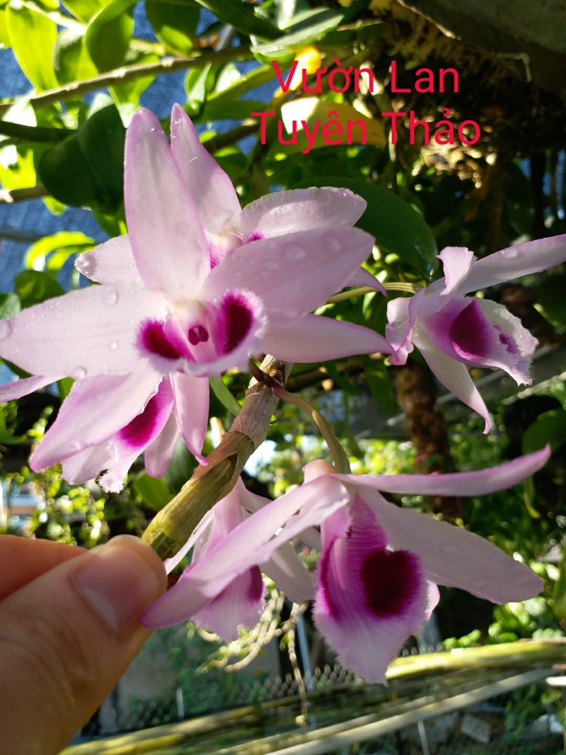 1 chậu cây giống hoa lan phi điệp tím hòa bình