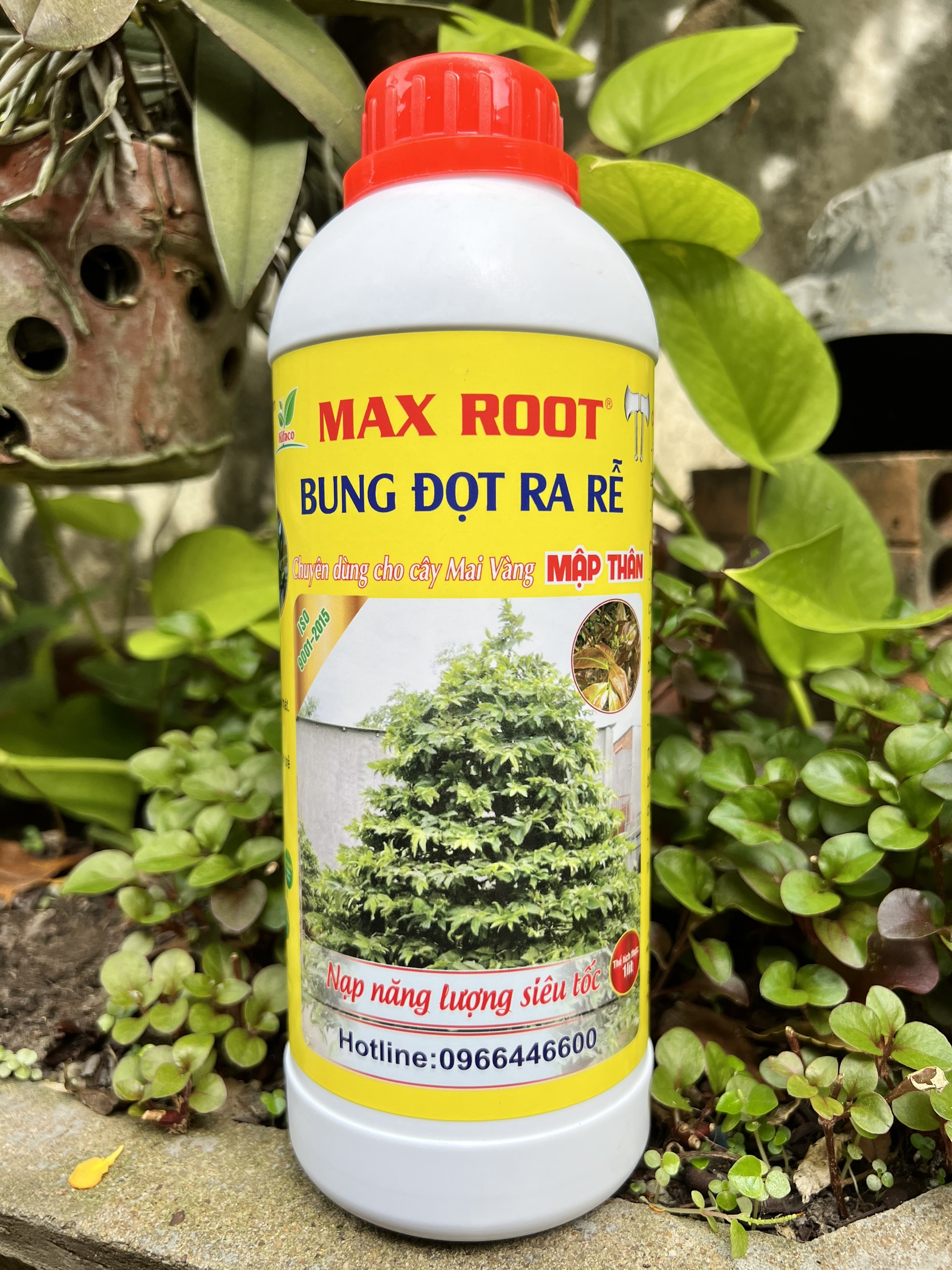 Phân bón bung đọt ra rễ mai vàng max root chai 1 lít - ra rễ mạnh, bung đọt nhanh, xanh lá, dày lá