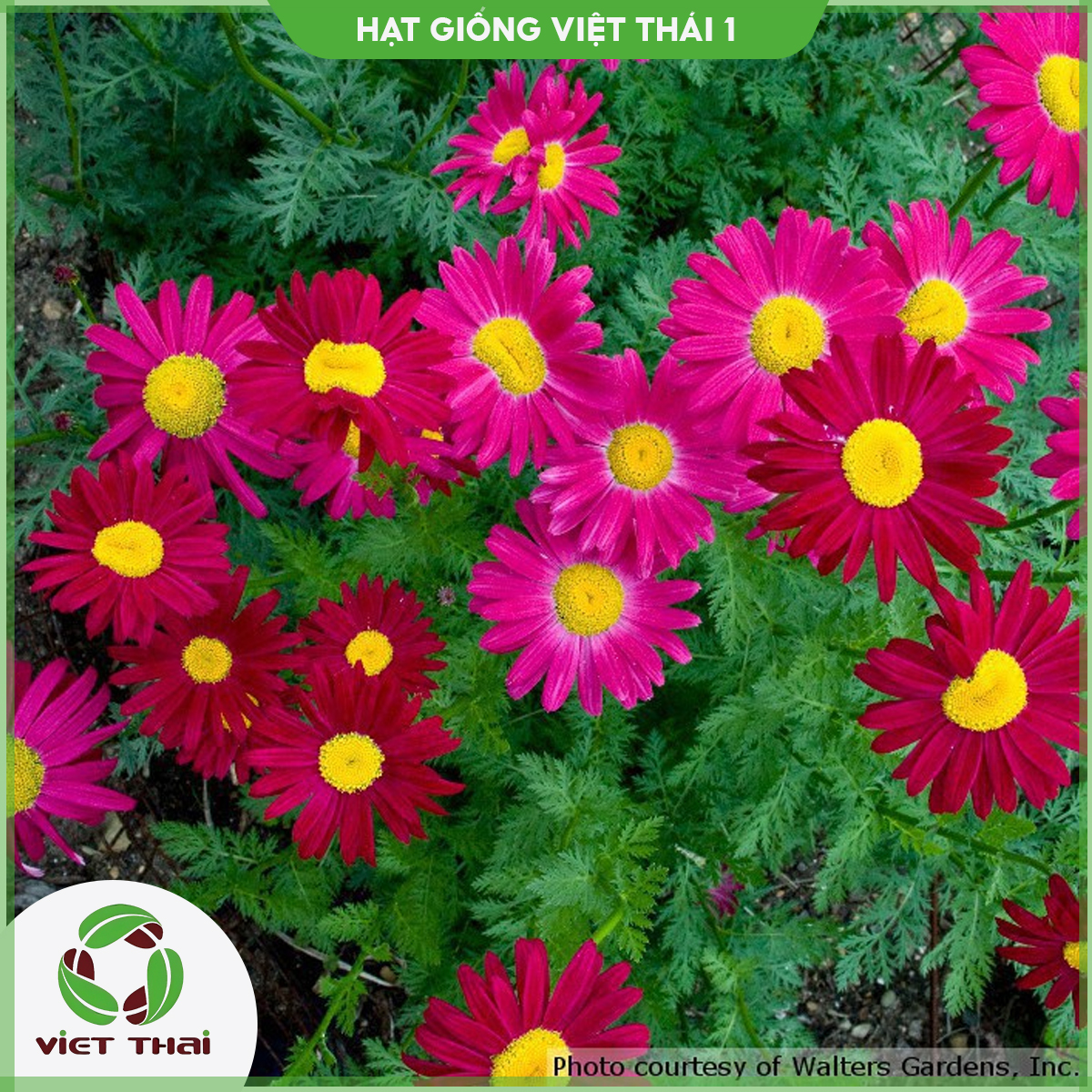Hạt giống hoa cúc thơm tn - hgvt1