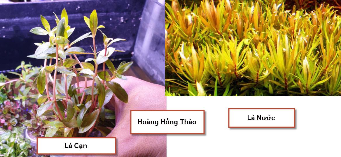 [Hoàn Tiền 10%] Cây Thủy Sinh: Hoàng Hồng Thảo