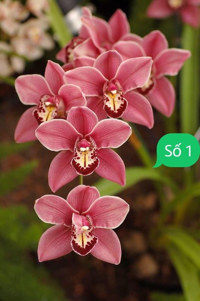 1 THÂN HOA LAN KIẾM  THÁI LAN - MẶT HOA XỔ SỐ