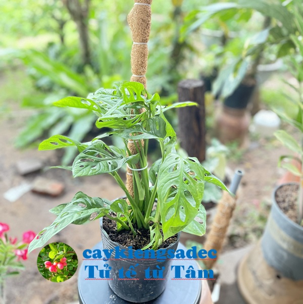 caykiengsadec - cây Trầu bà lỗ + tặng phân bón cho cây mau lớn- hoa kiểng lá - trang trí nội thất cảnh quan sân vườn ngoài trời