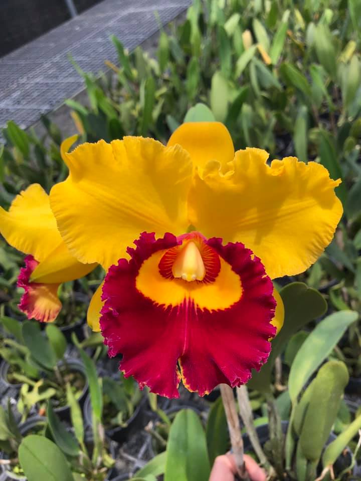 Cattleya- kim thái bình- chậu trưởng thành