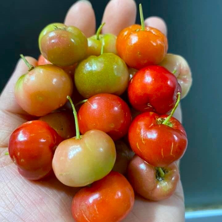 CÂY GIỐNG SƠ RI NGỌT - CÂY SƠ RI