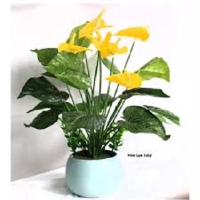 chậu cây hồng môn màu vàng  cây phong thủy để bàn cho gia chủ vượng khí , nhiều tài lộc