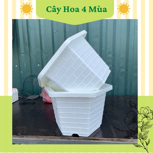 Chậu nhựa trồng cây hoa lục giác fa 350, fa380, fa450, fa480 màu trắng loại cao cấp combo 10 chậu