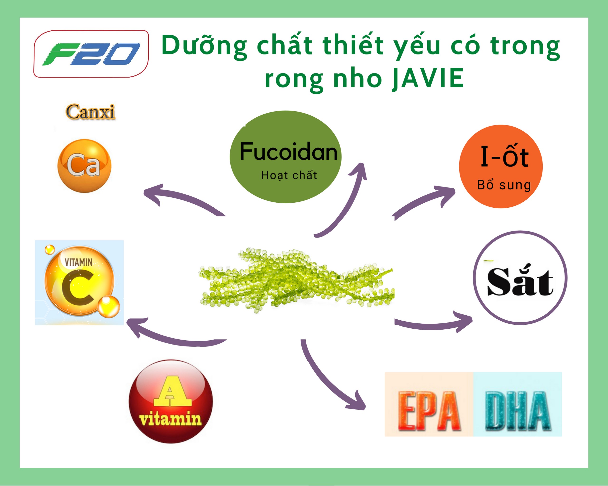 {Hàng công ty F20} 200GR Rong Nho Tách Nước JAVIE - Không kèm xốt mè rang