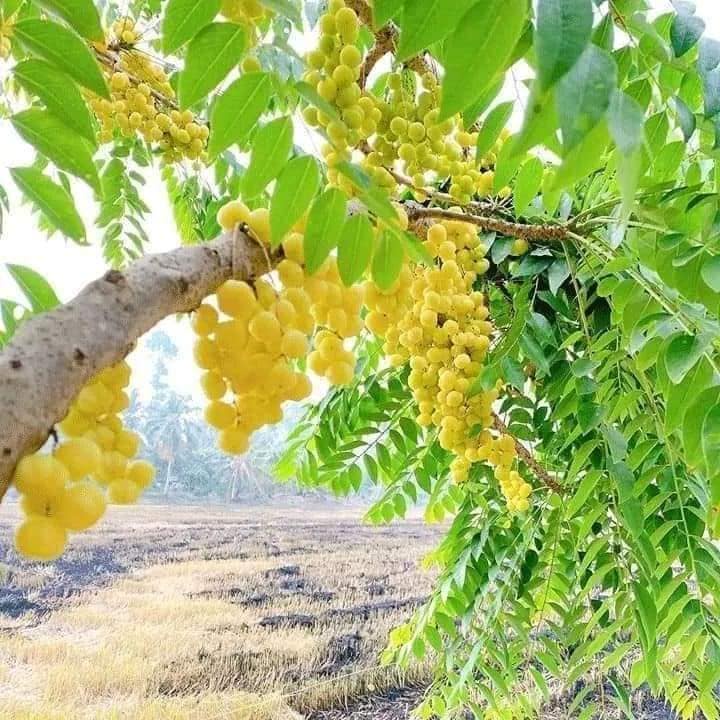 Cây giống chùm ruột ngọt siêu sớm