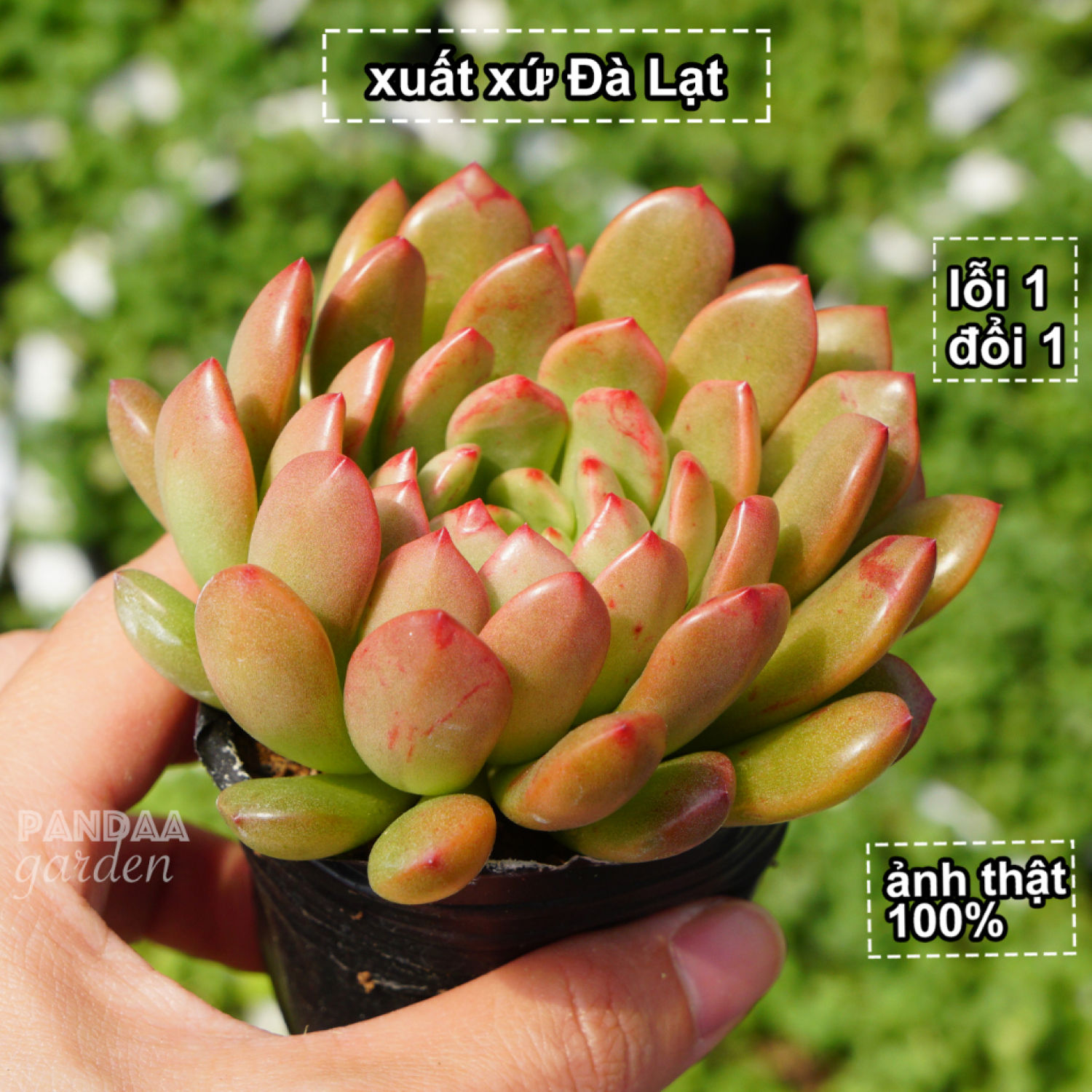 Sen đá ruby đỏ size 5-8cm lên màu siêu đẹp dễ chăm, sen đá đà lạt vườn pandaa garden thuần mọi khí hậu, lỗi 1 đổi 1
