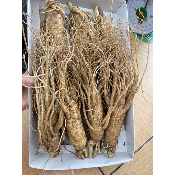 Sâm tươi hàn quốc 6 năm tuổi_loại 7 củ/1kg