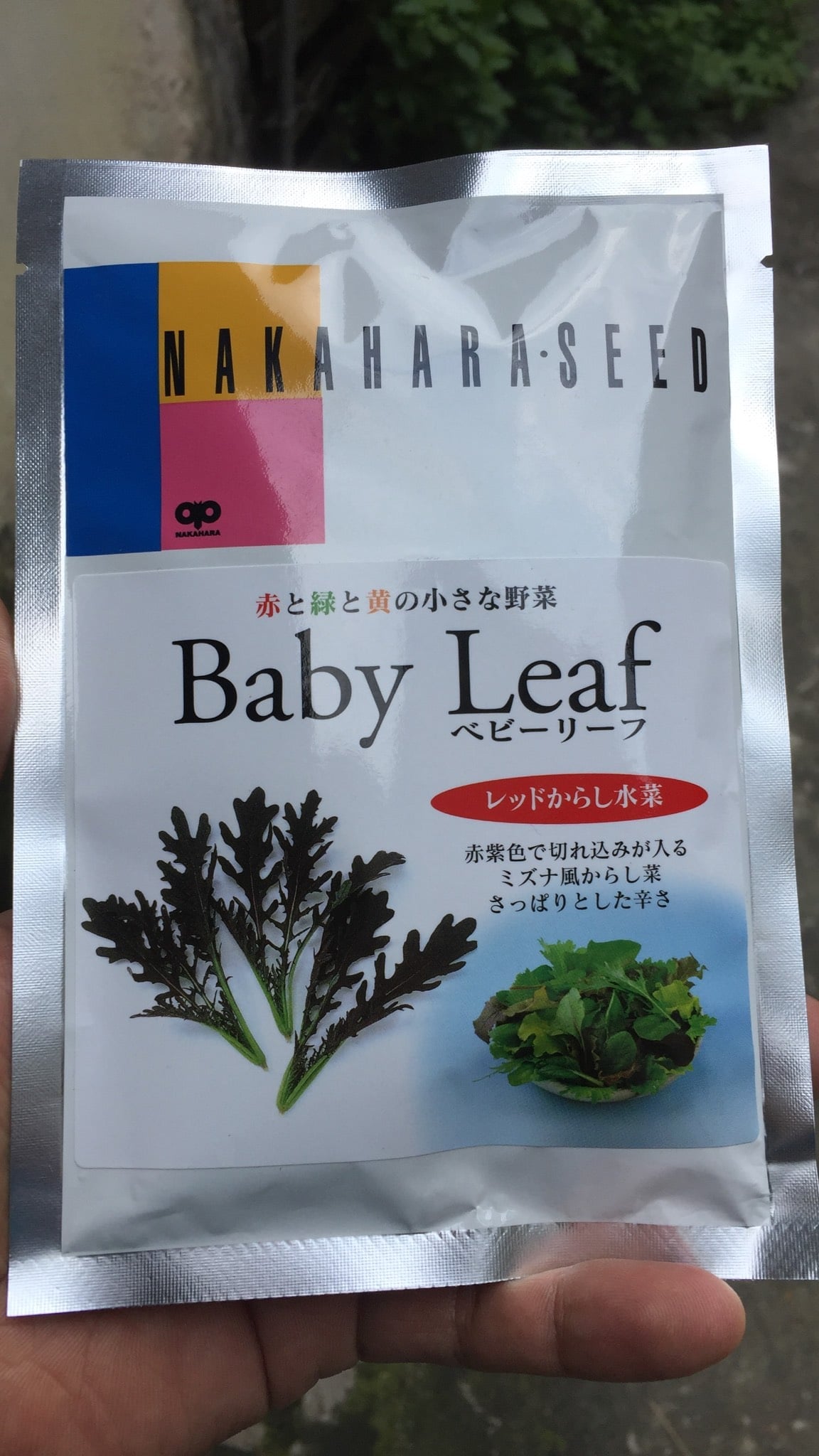 Hạt giống cải mù tạt mizuna đỏ babyleaf - nhật bản