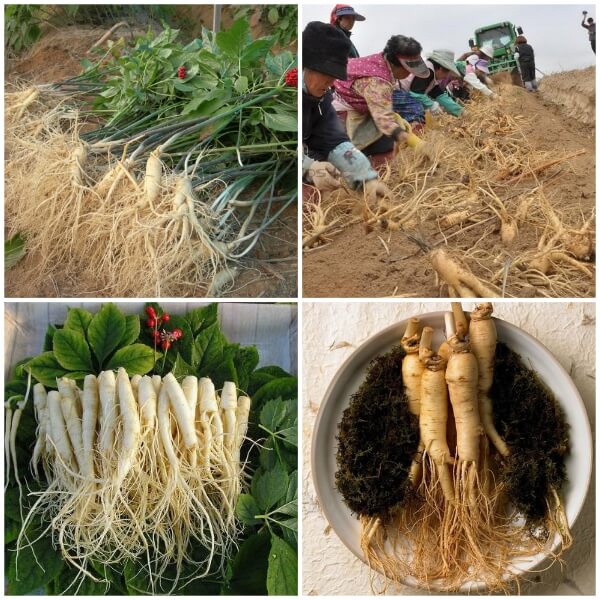 Hạt giống nhân sâm hàn quốc