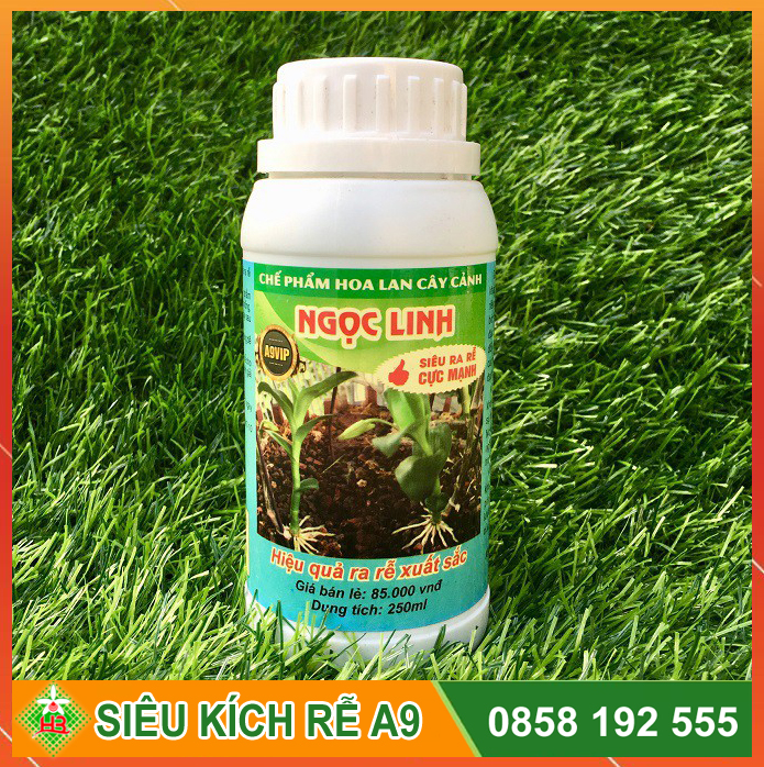 Chế phẩm siêu kích rễ A9 Ngọc Linh