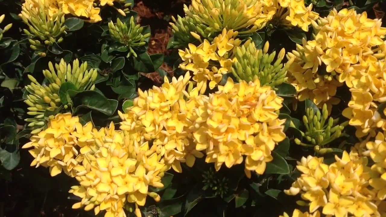 Mẫu Đơn Ta 🌲FREESHIP🌲 Đủ Màu [ Cây giống ]