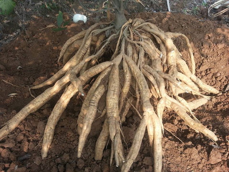 Cây sắn dây ta cao sản, cây sắn dây ta cao sản- bầu cây giống