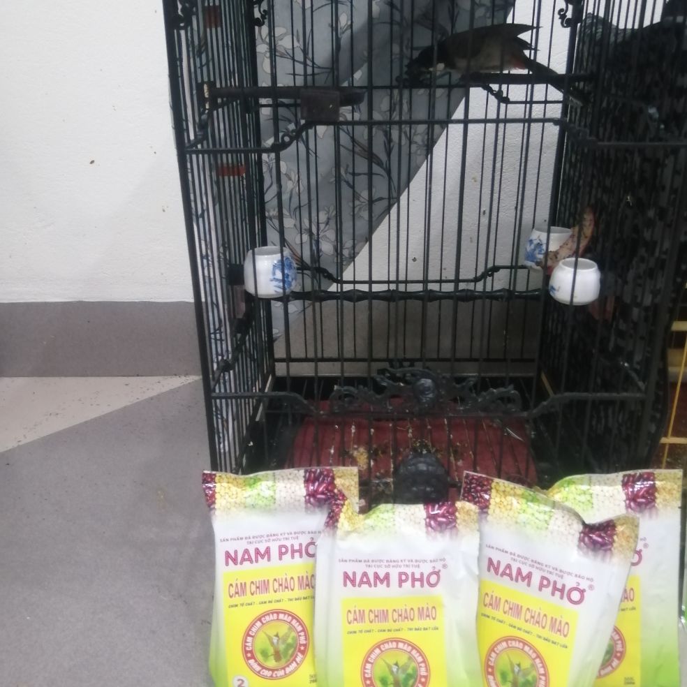 cám chào mào nam phở số 2