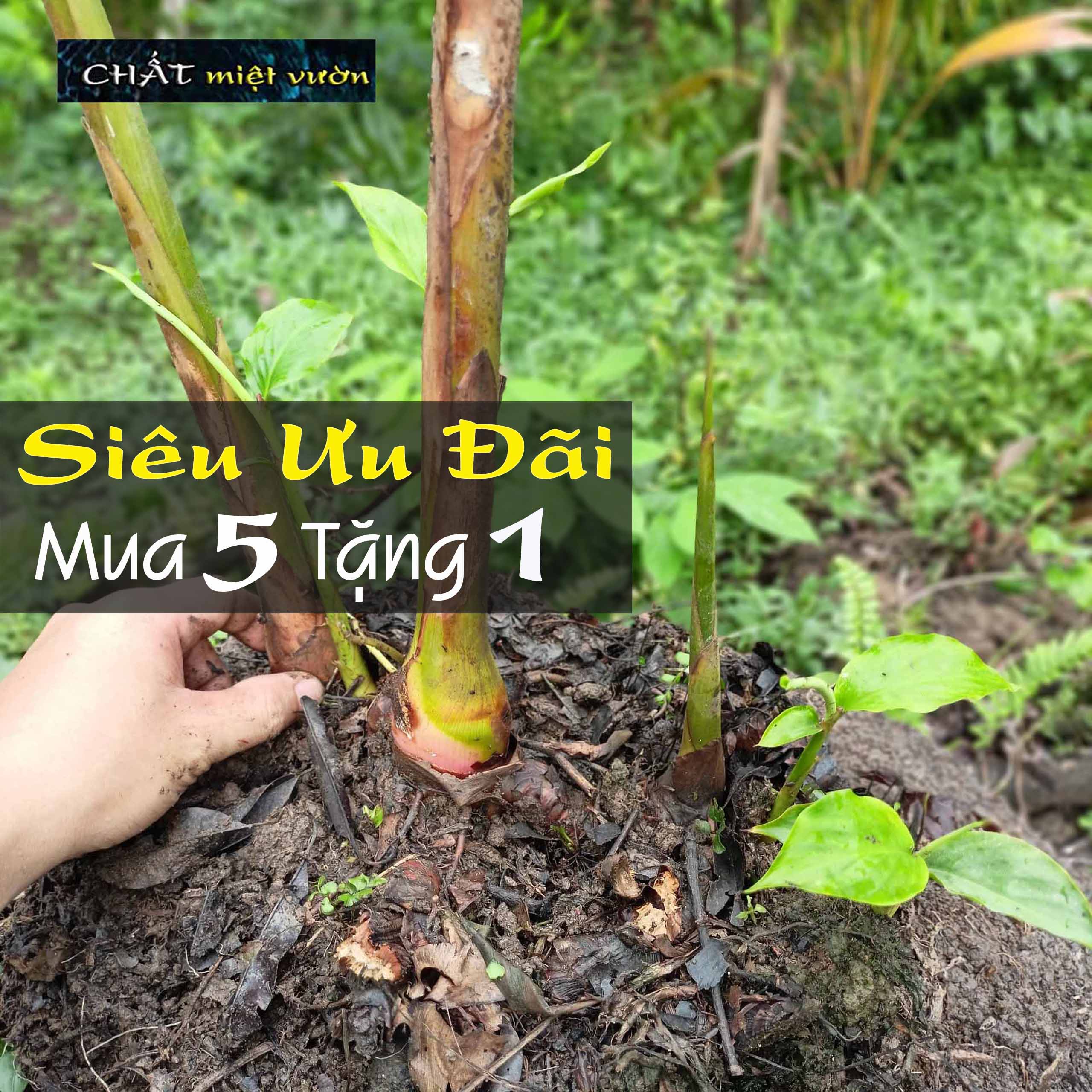 Cây hoa hạnh phúc giống - Riềng tía cực đẹp