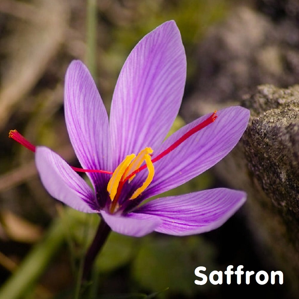 Tinh dầu nghệ tây Saffron Essential Oil (Zafran)