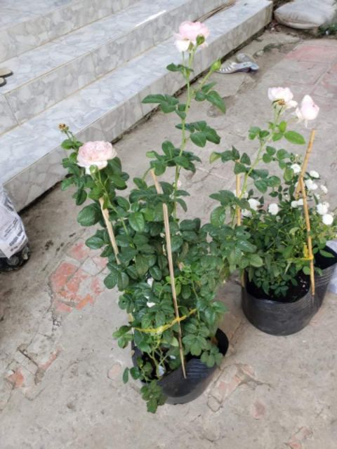 Combo 3 cây hoa hồng Mon Coeur cực xinh