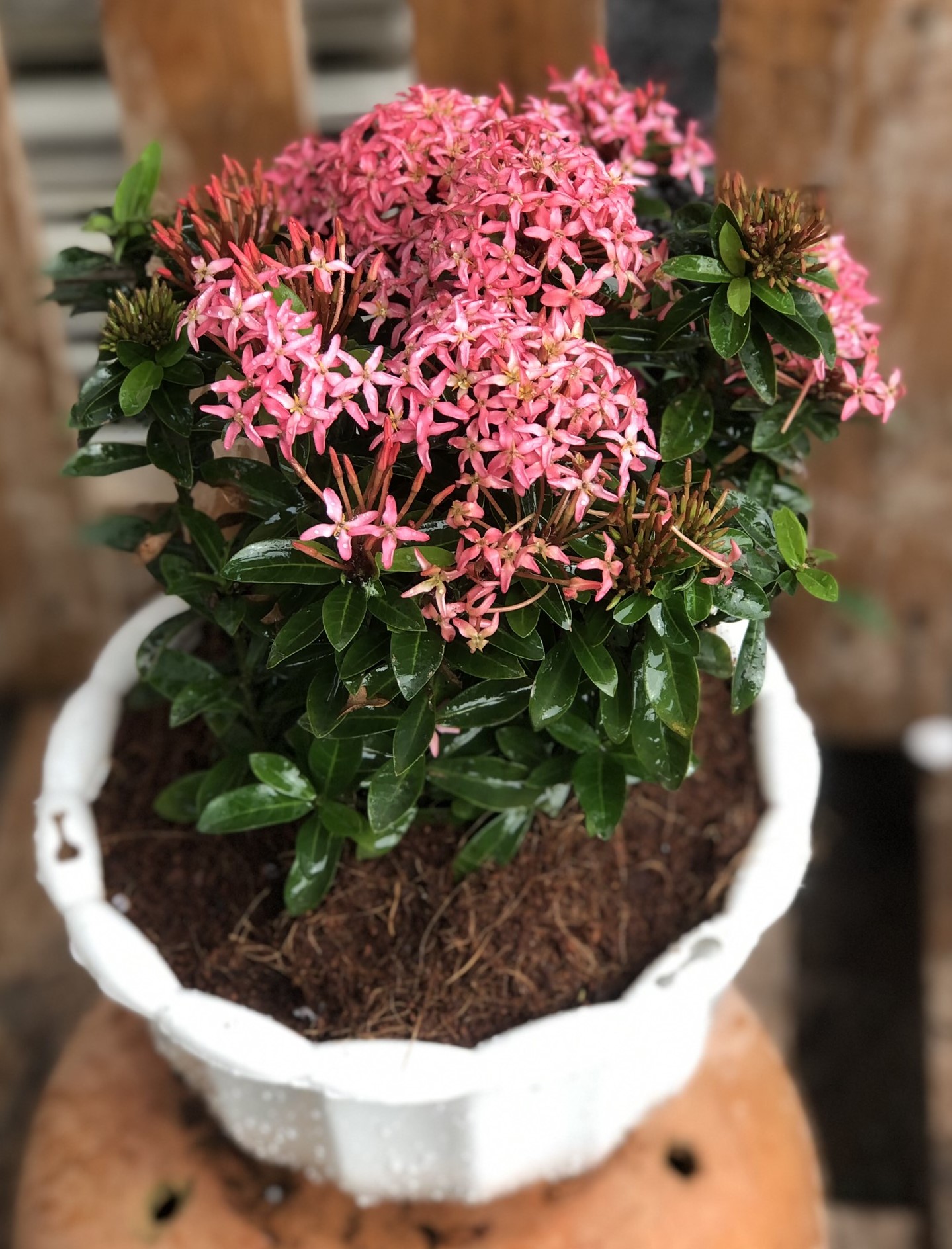 Chậu hoa trang Thái màu hồng