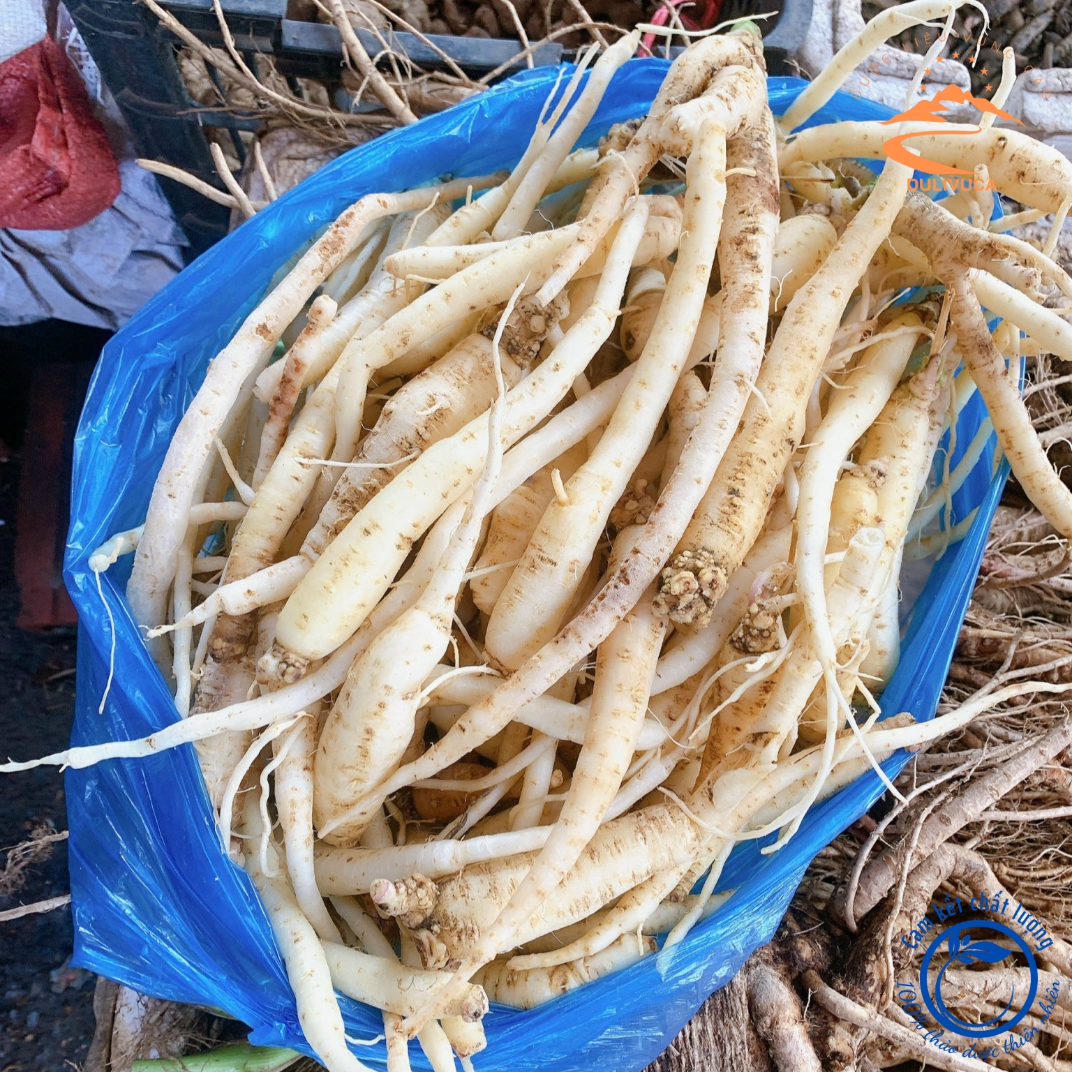 Đẳng sâm tươi rừng Tây Bắc loại 1 . Đẳng sâm tươi, khô bồ bổ sức khoẻ, tăng cường miễn dịch, ích khí, dưỡng huyết