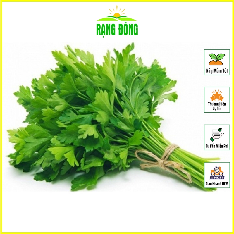 Hạt giống rau cần tây thera chịu nhiệt, sinh trưởng tốt - hạt giống rạng đông