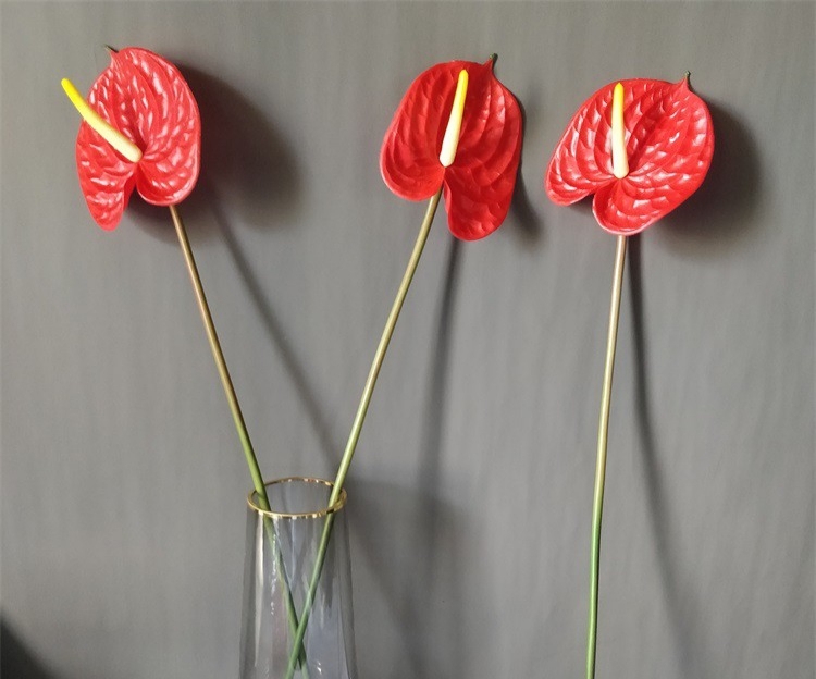 Combo 10 cành hoa hồng môn đỏ, hồng môn trang trí
