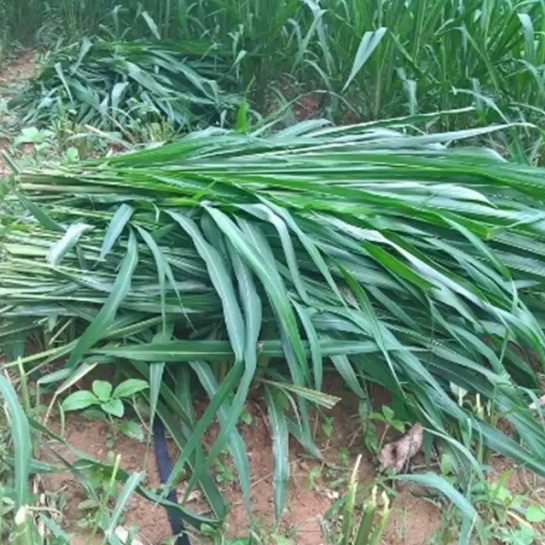 1 kg cỏ sả lá lớn ( cỏ phơi khô ). Làm thức ăn  cho thỏ bọ