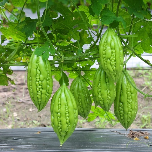 10 Hạt Giống Khổ Qua Xanh Cao Sản
