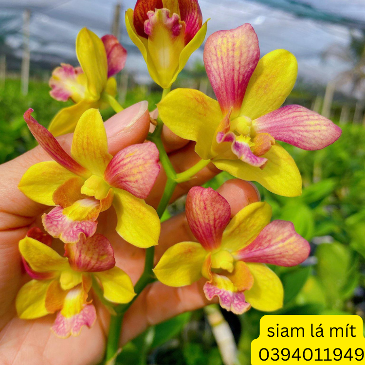 Dendro Siam Lá Mít, cây trưởng thành, nhiều thân, đang nụ hoặc sắp có ngòng hoa
