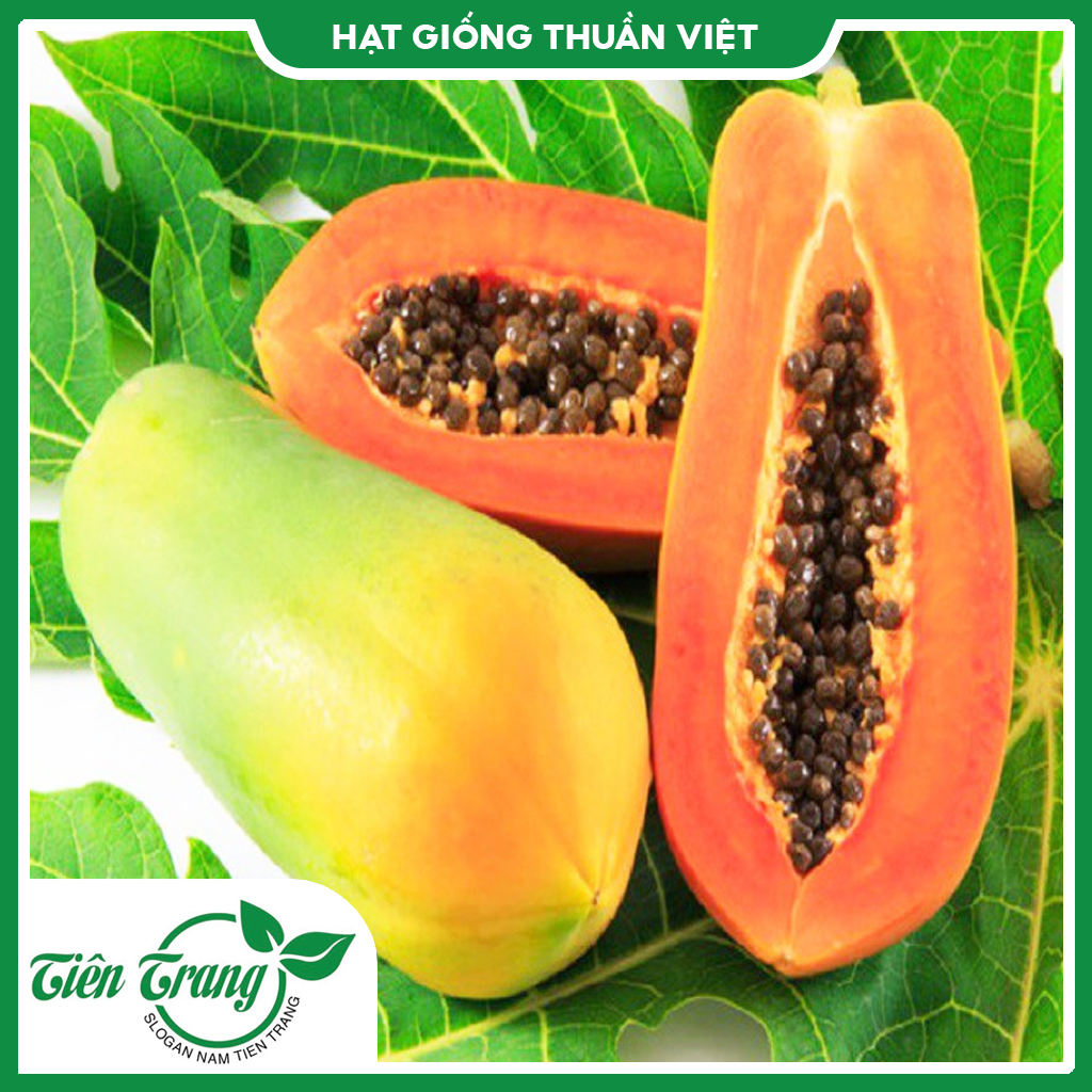 Hạt giống đu đủ ruột đỏ f1 tn