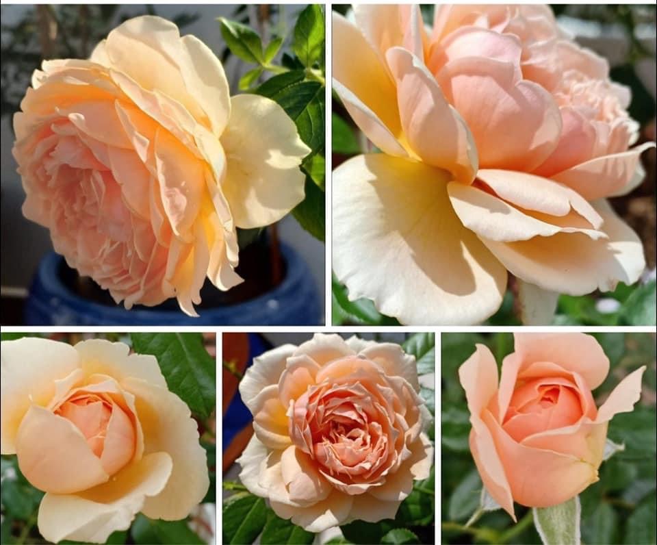 Hoa hồng Ngoại nb Masora Rose size trung