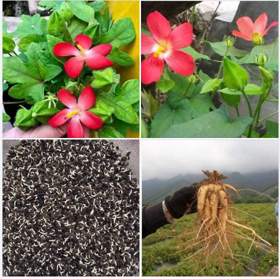 Hạt giống nhân sâm bố chính - Gói 10 hạt