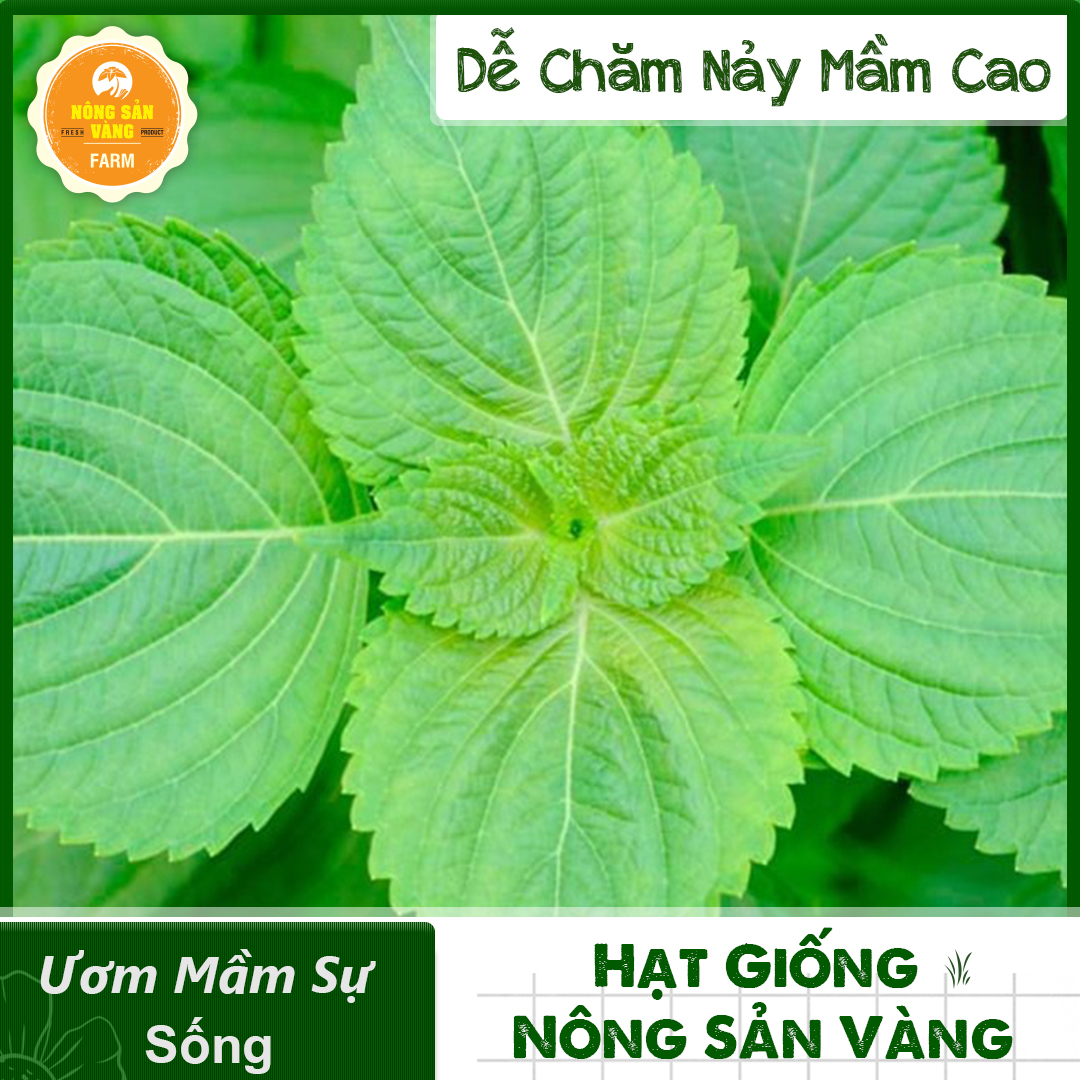 Hạt giống Rau Thơm Mè Hàn Quốc Là Loại Rau Rau Thơm Rất Quen Thuộc, Cần Có Trong Mỗi Gia Đình (Gói 0,5 Gram) - Nông Sản Vàng