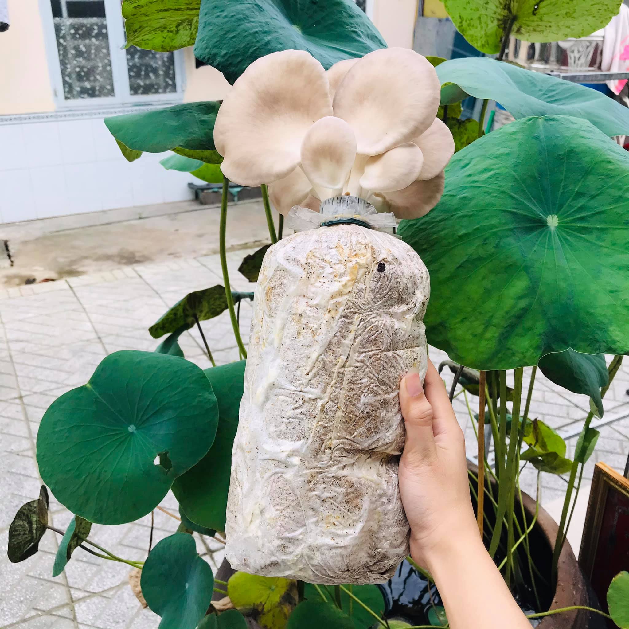 Phôi Nấm Bào Ngư Xám (6 Phôi) [Cantho Farm]