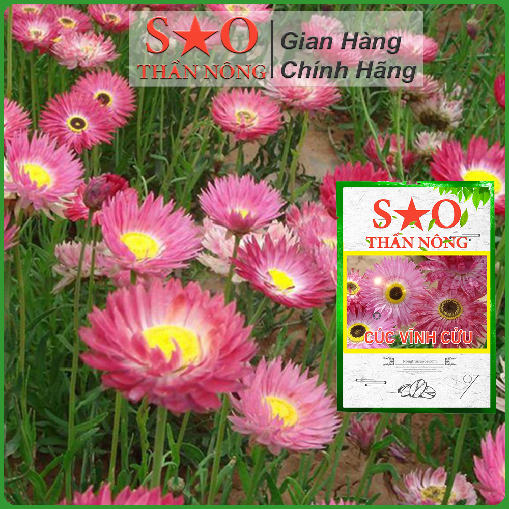 Hạt giống cúc vĩnh cửu Sao Thần Nông màu hồng nhẹ -gói 50 hạt