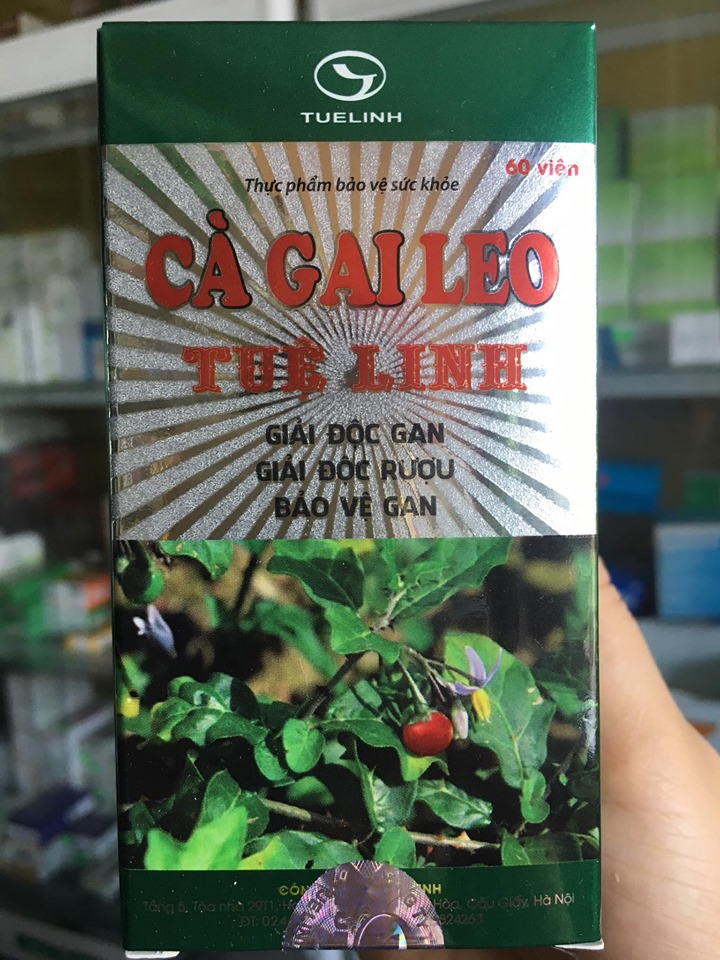 Cà gai leo tuệ linh - giải độc gan